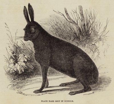 Sort hare skudt i Suffolk (gravering) af English School