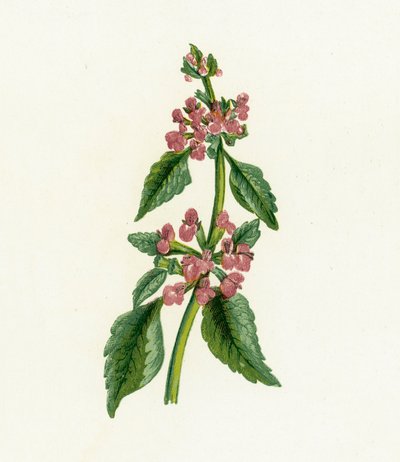 Sort horehound, Ballota Nigra af English School