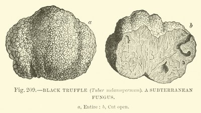 Black Truffle (Tuber melanospermum); A subterranean fungus  af English School