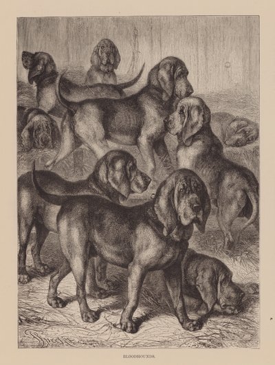 Blodhunde (indgravering) af English School