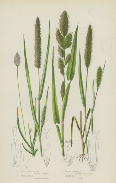 Blåt hedegræs, løst panikgræs, groft børstegræs, grønt børstegræs (farve litho) af English School