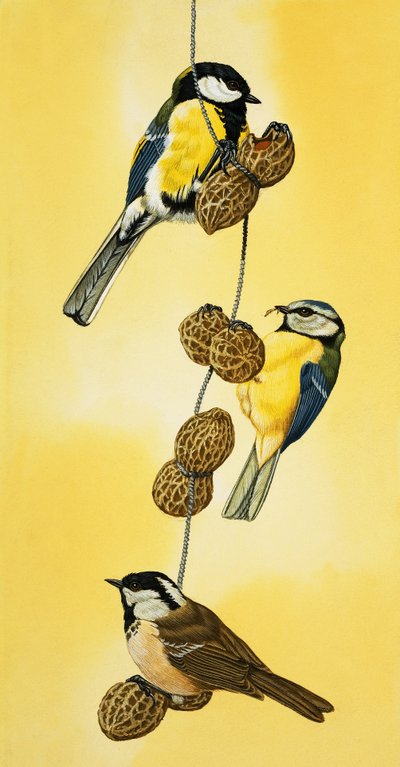 Blåmejser spiser nødder af English School