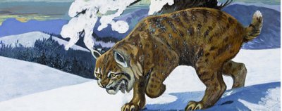 Bobcat af English School