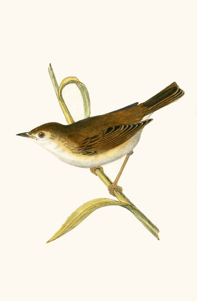 Booted Reed Warbler, illustration fra 