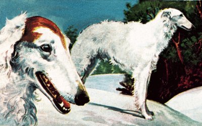 Borzoi af English School