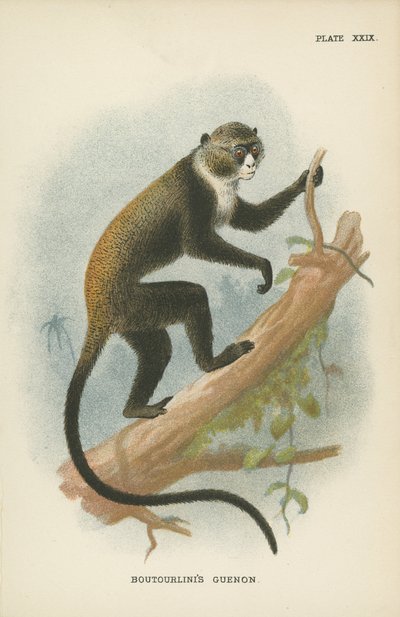 Voutourlin Kvinder af English School