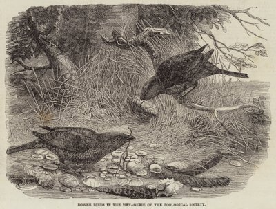 Bower Birds in the Menagerie of the Zoological Society (gravering) af English School