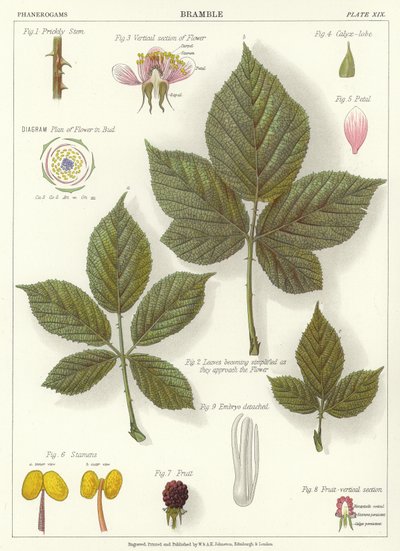 Bramble af English School