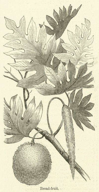 Brød-frugt (gravering) af English School