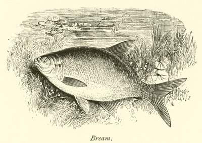 Brasen af English School