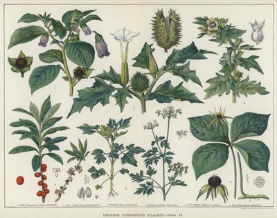 Britiske giftige planter (farve litho) af English School
