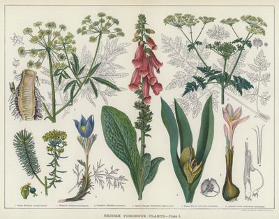Britiske giftige planter (farve litho) af English School