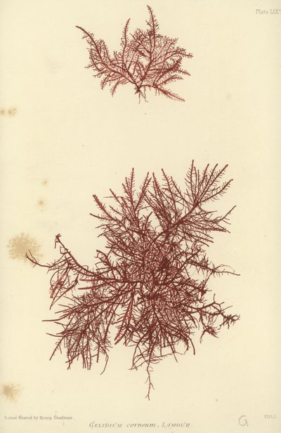 British Sea-Weed (naturtrykt) af English School