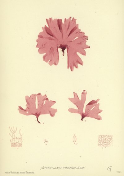 British Sea-Weed (naturtrykt) af English School
