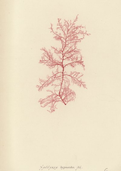 British Sea-Weed (naturtrykt) af English School