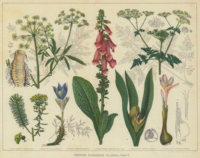 Britiske giftige planter (farve litho) af English School