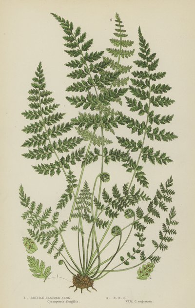 Skør blærebregne (farve litho) af English School
