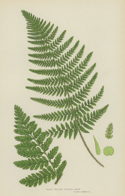 Bred stikkende tandbregne (farvelitografi) af English School