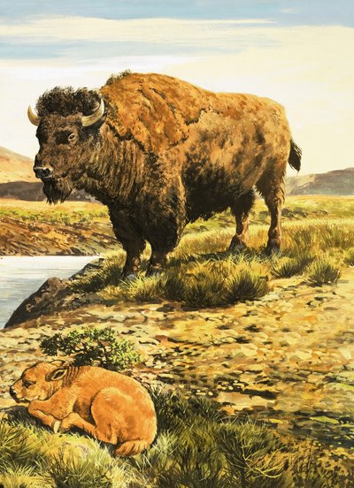 Bøffel af English School