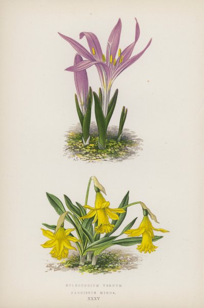Bulbocodium Vernum; Narcissus Minor (farvelitografi) af English School
