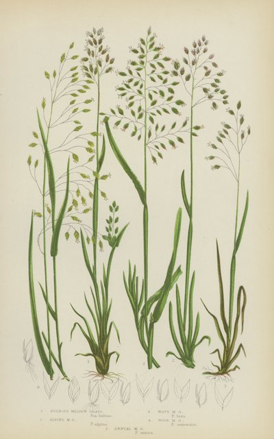 Løg enggræs, alpengræs, bølget enggræs, skov enggræs, etårig enggræs (farve litho) af English School