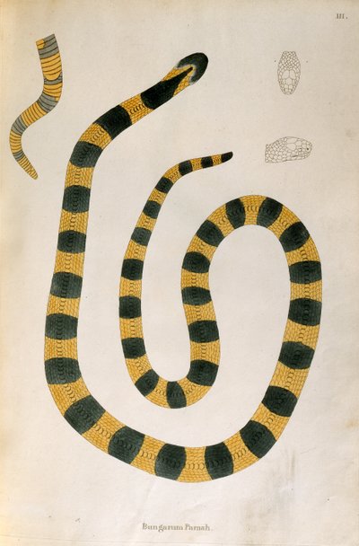 Bungarum Pamah Snake fra An Account of Indian Serpents indsamlet fra Coromandel-kysten af Patrick Russell, London, 1796 af English School