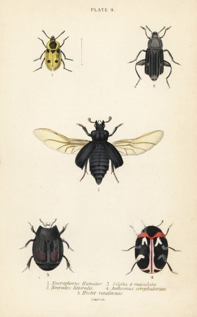Nedgravningsbille, Nicrophorus humator 1, ådsler, Necrodes littoralis 2, Dendroxena quadrimaculata 3, tæppebille, Anthrenus scrophulariae 4 og Hister quadrimaculatus var af English School