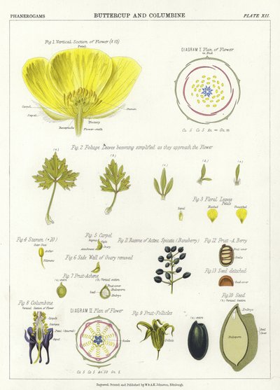 Smørblomst og akeleje af English School