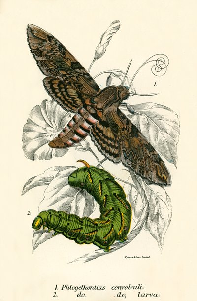 Sommerfugle af English School