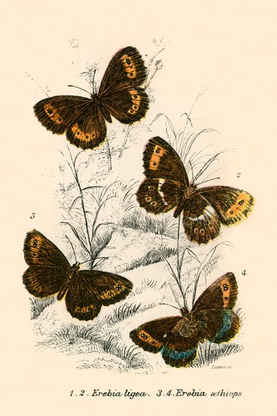 Sommerfugle af English School