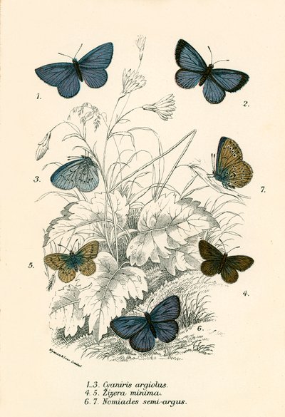 Sommerfugle af English School