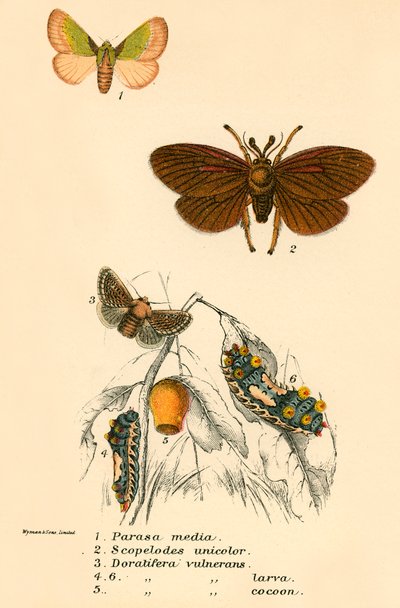 Sommerfugle af English School