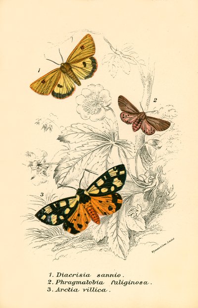 Sommerfugle af English School