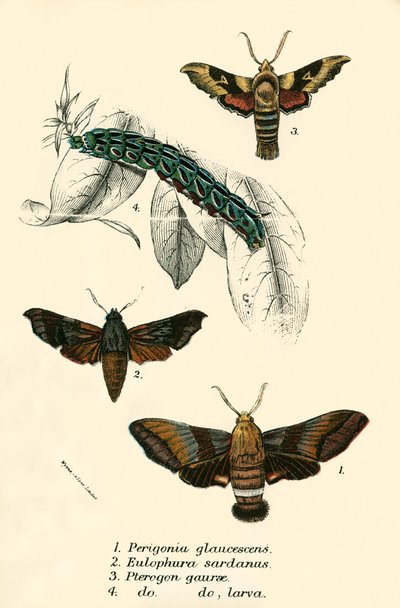 Sommerfugle af English School