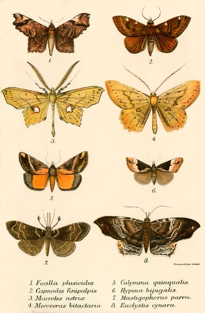 Sommerfugle af English School