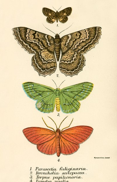 Sommerfugle af English School