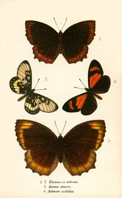 Sommerfugle af English School