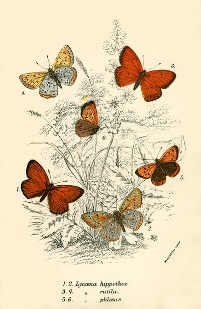 Sommerfugle af English School