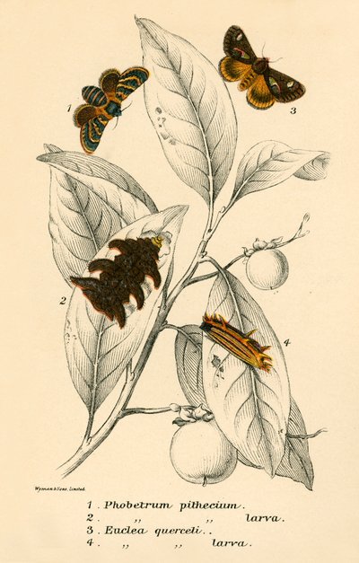 Schmetterlinge von English School