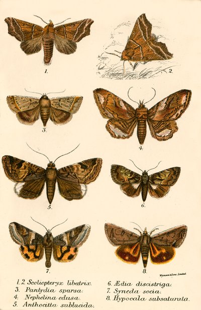 Sommerfugle af English School