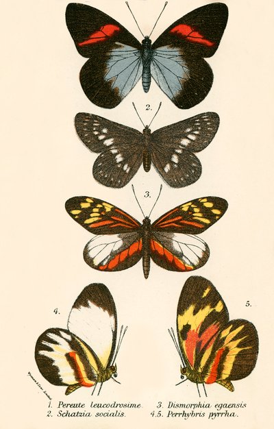 Sommerfugle af English School