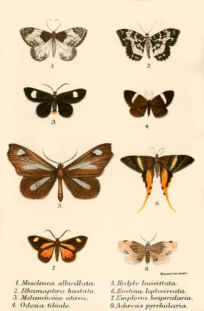 Sommerfugle af English School