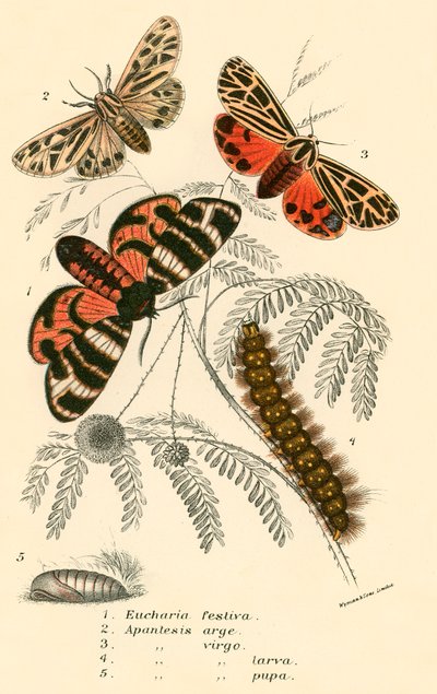 Sommerfugle af English School