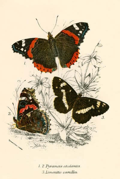 Sommerfugle af English School