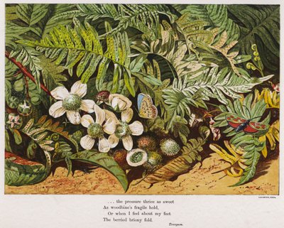 Sommerfugle, bregner og blomster (farvet gravering) af English School