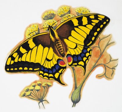 Schmetterling von English School
