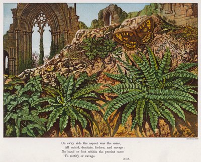 Sommerfugle og bregner midt i ruinerne af et kloster (farvet indgravering) af English School