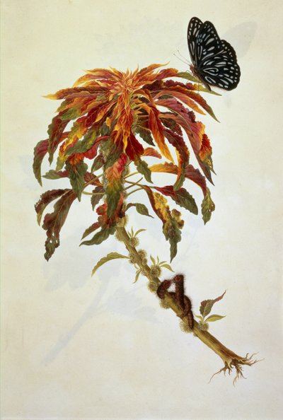 Sommerfugl og larver på en stor blomstrende plante af English School