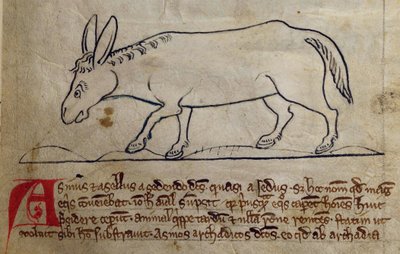 CCA-LitMs/D/10 fol. 10r Ass, fra Bestiary af English School