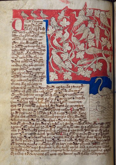 Vögel, aus dem Bestiarium von English School